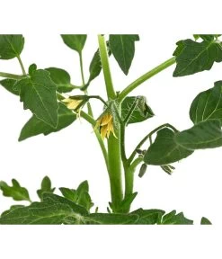 Tomate 'Previa' 9 Tomate 'Previa' -Garten Im Freien 8839136 WE DE 001 TomatePrevia