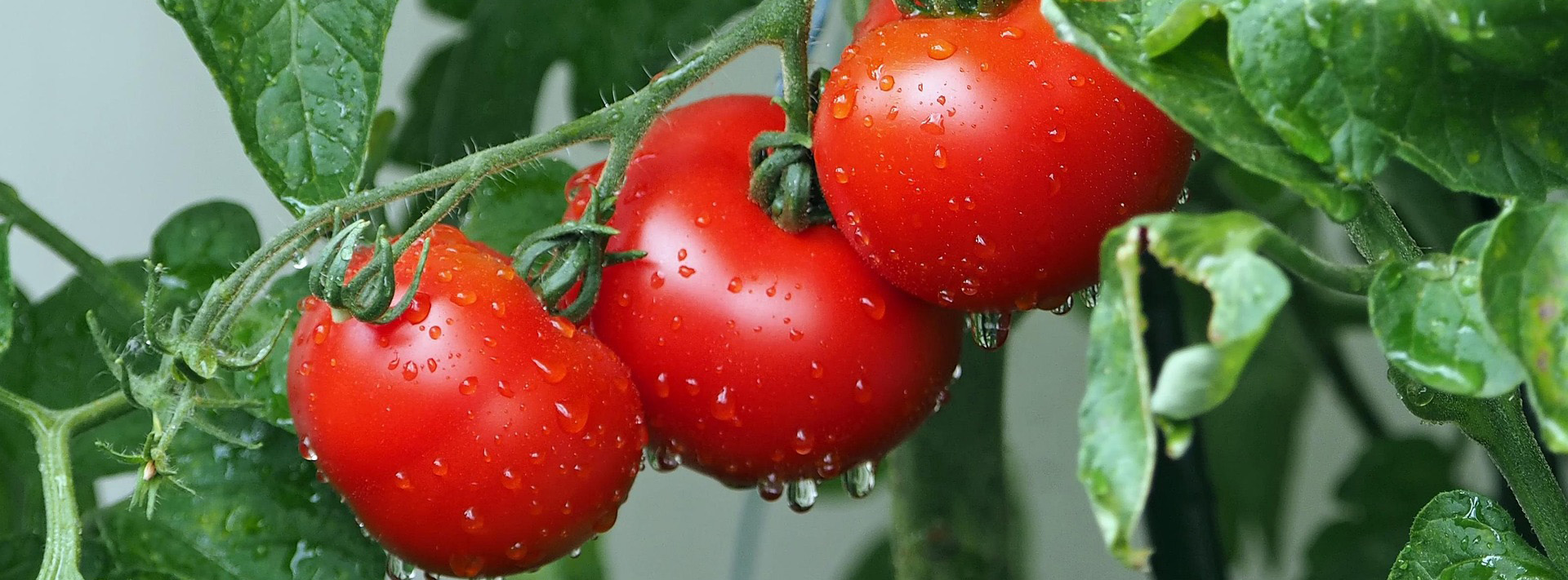 Garten Im Freien -Garten Im Freien tomatoes 1561565 1920